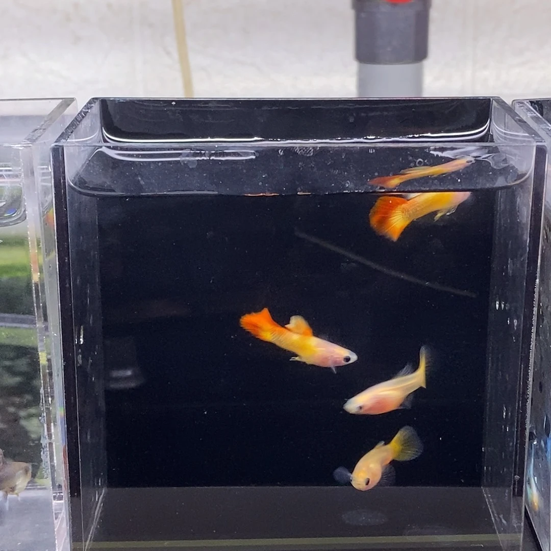 孔雀鱼皇家日落2对