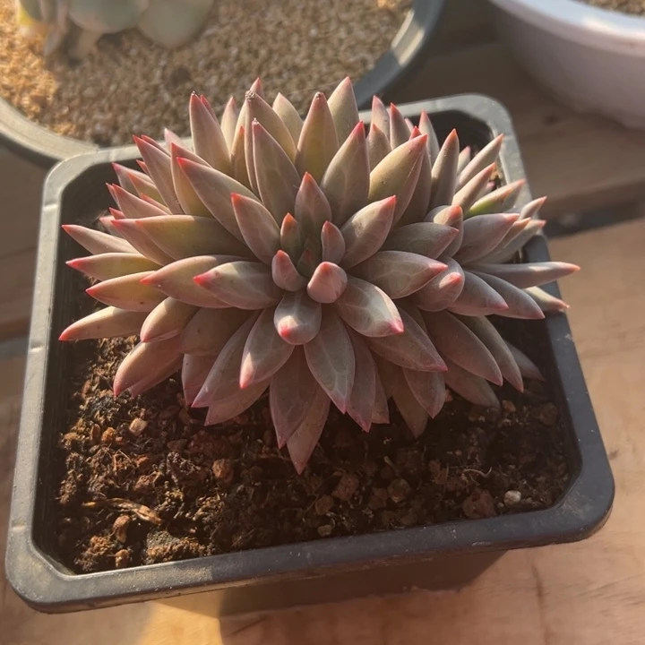 虞美人 羽毛纹 阿松多肉