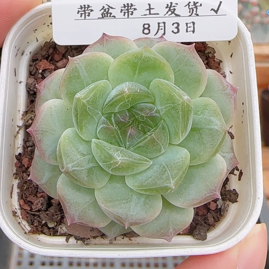 多肉0803-309无尽灯