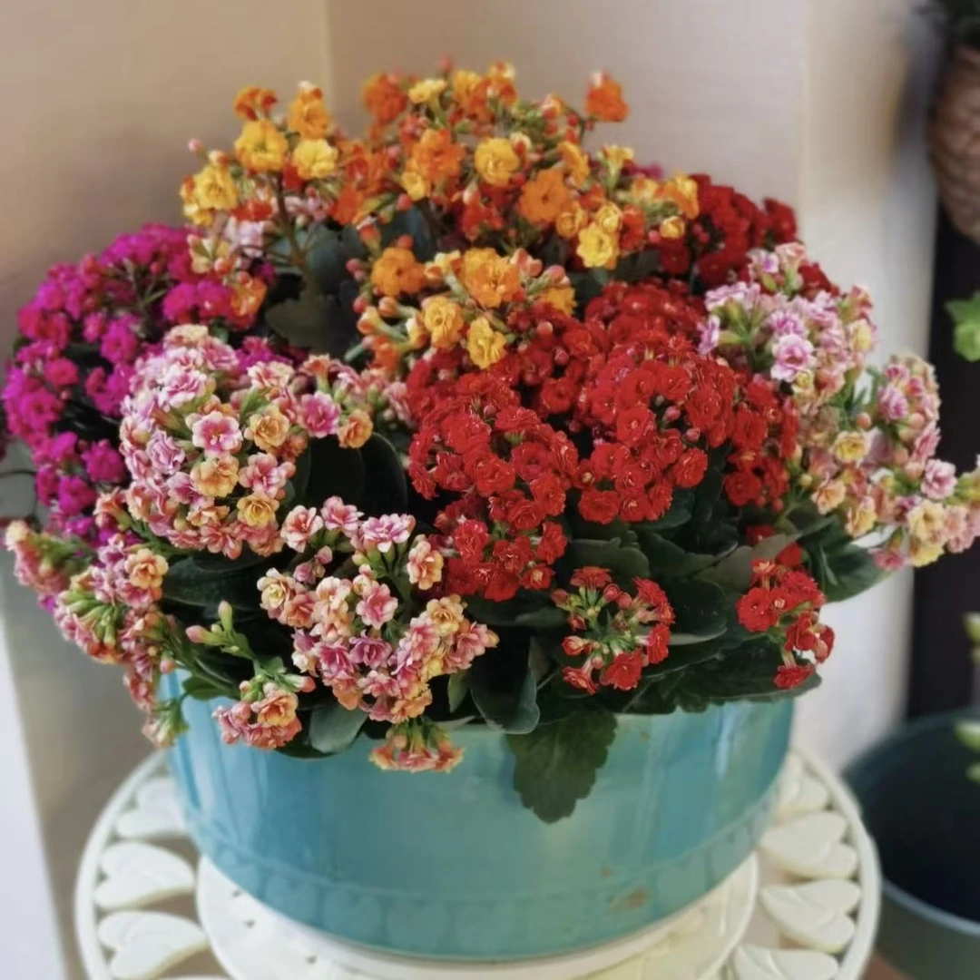 混色长寿花盆栽花卉庭院阳台新手易养护懒人植物