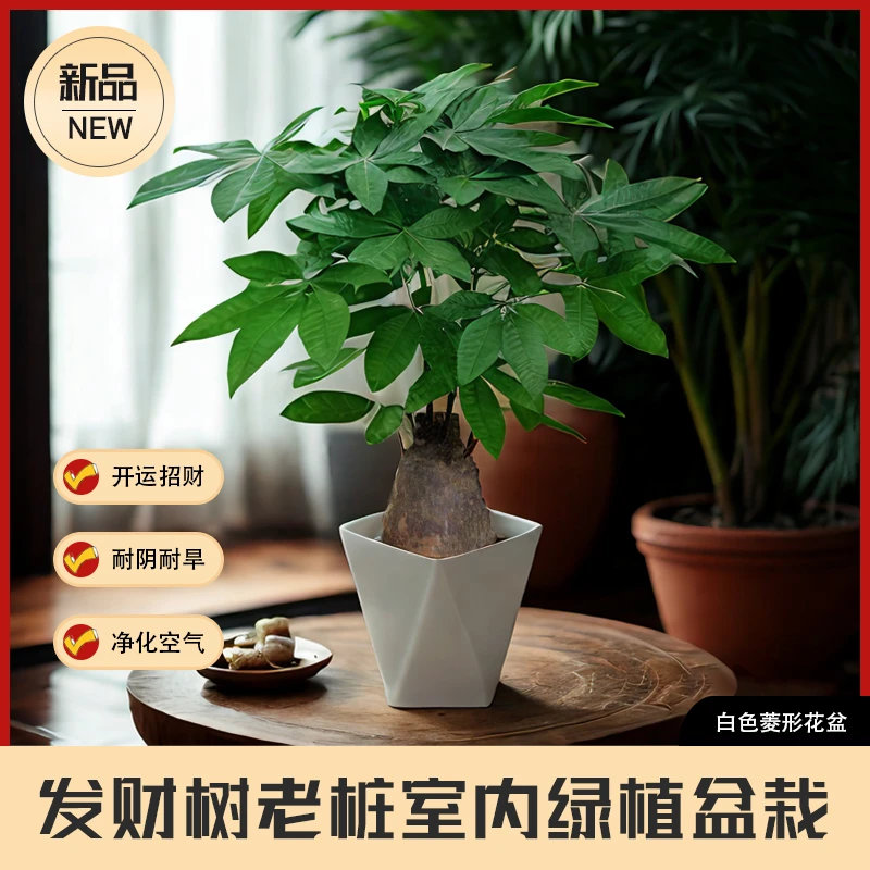 【开运招财】精品发财树含盆高60-70cm室内净化空气美观好养绿植