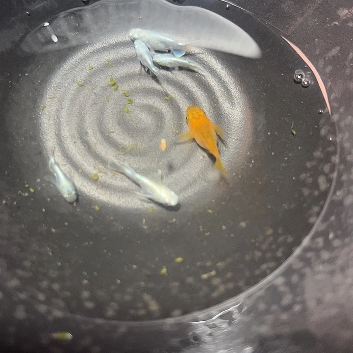 青鳉鱼天使球加黑鳞球观背青鳉