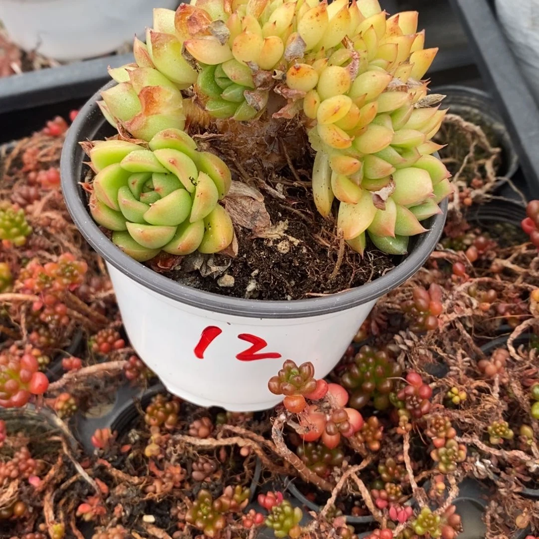 四***然一物一拍玉杯坠多肉12