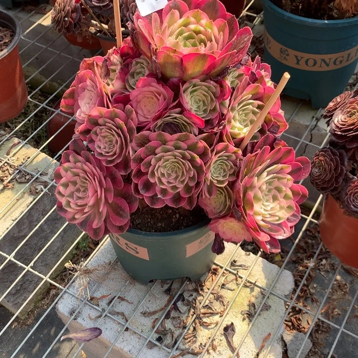 024倾城多肉特价不售后