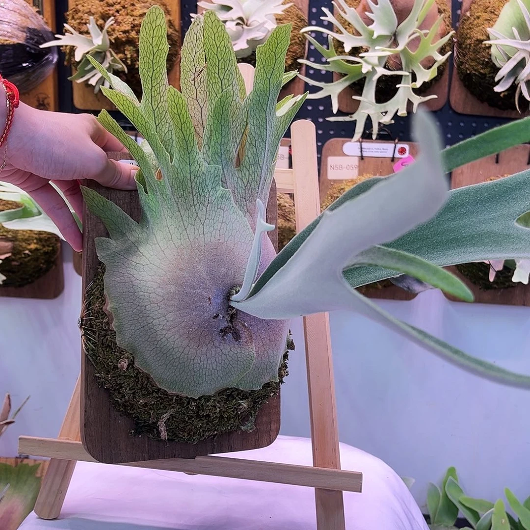 Stem ar 银华 掠夺者