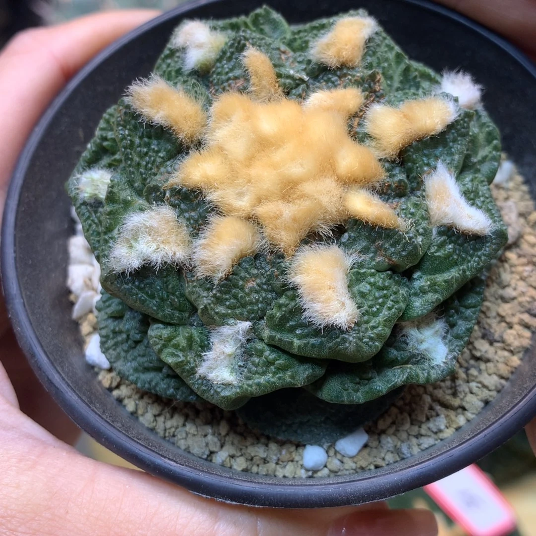 43号  自根龟甲连山6.5公分 带盆土发货