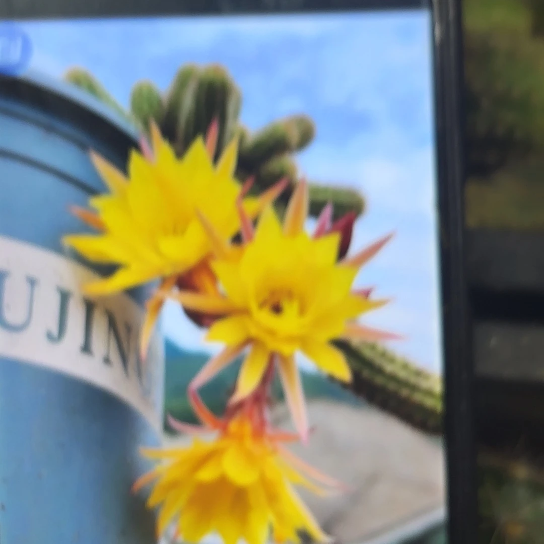 3颗普拉白檀瑕疵20包邮仙人球23