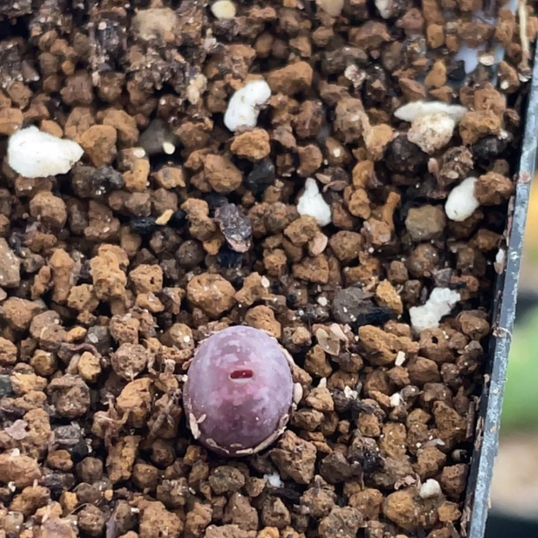 27-42马克多肉植物肉锥