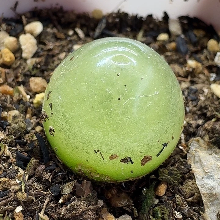 老马生石花2.1灯泡301