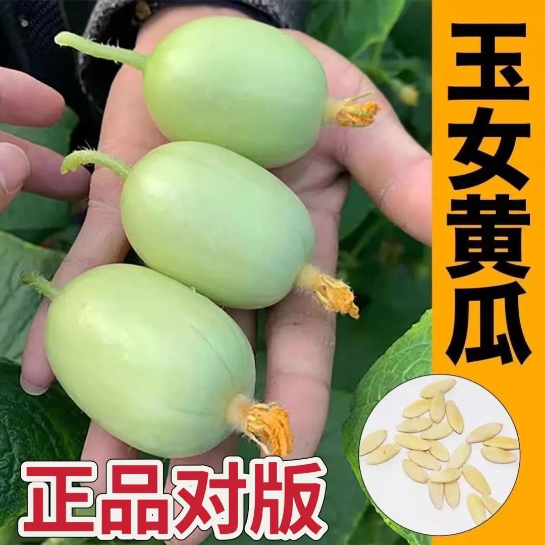 【春播特惠】【玉女黄瓜】水果小黄瓜种籽拇指黄瓜生吃青瓜四季蔬菜