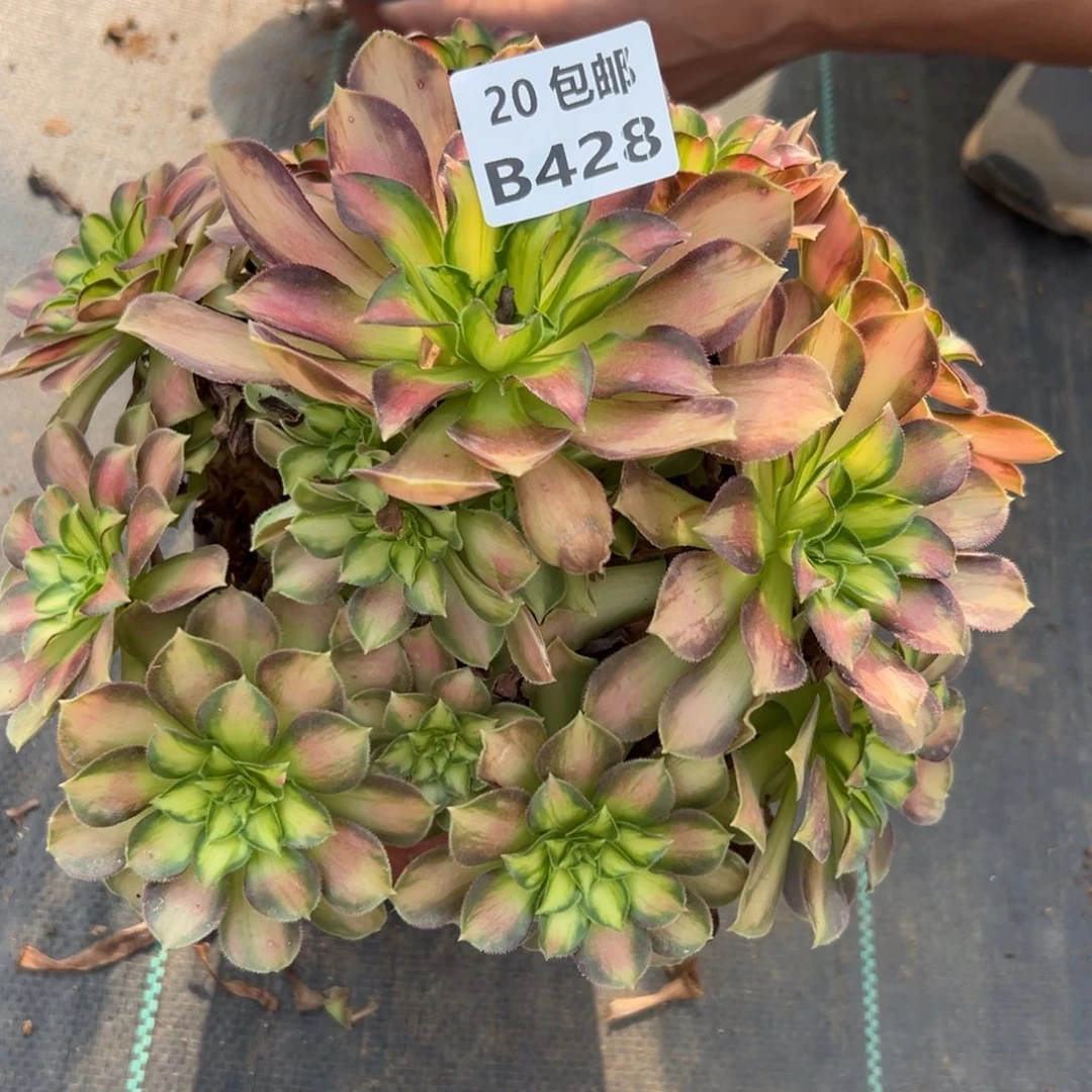 428韶华，满20包邮