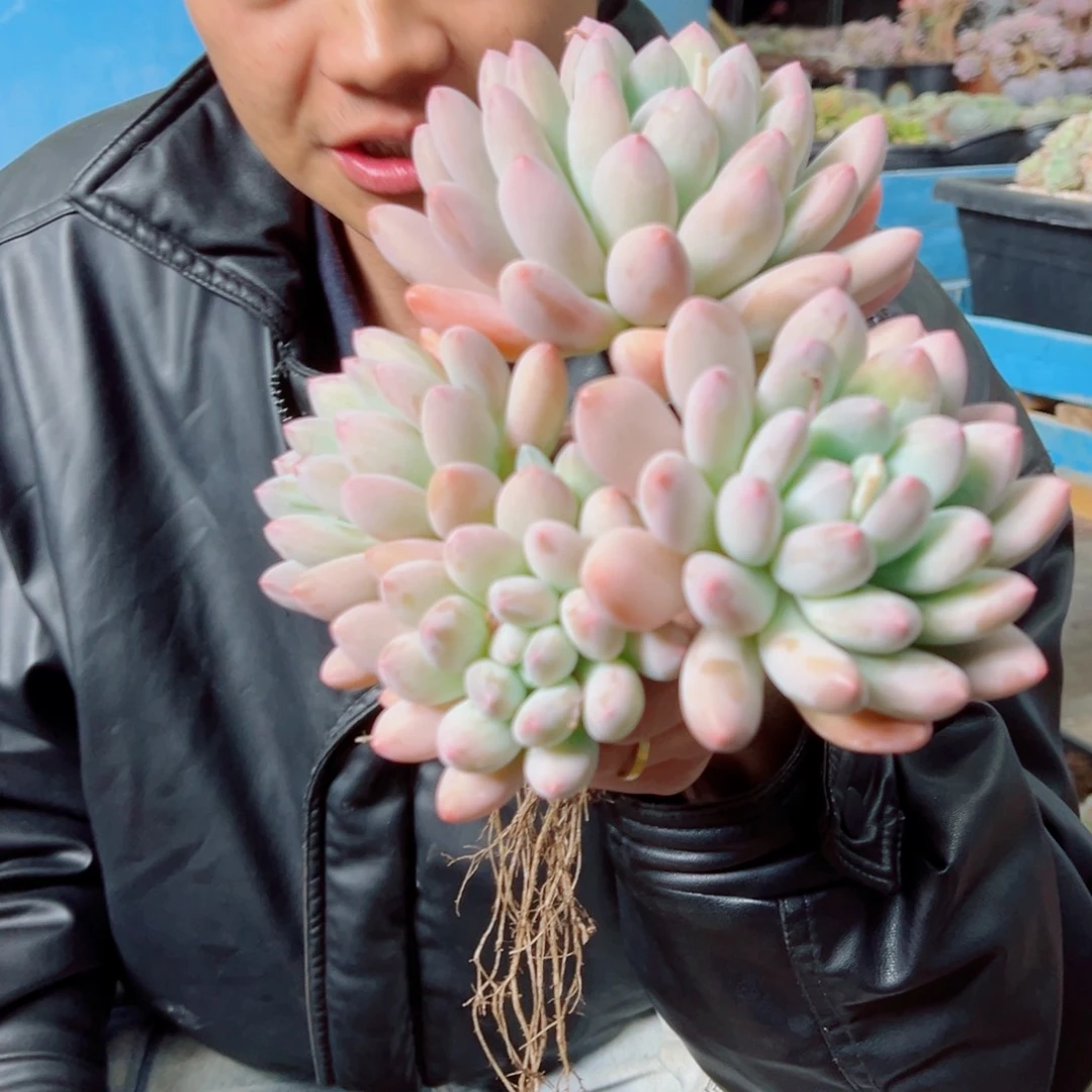 香水宝贝多肉植物