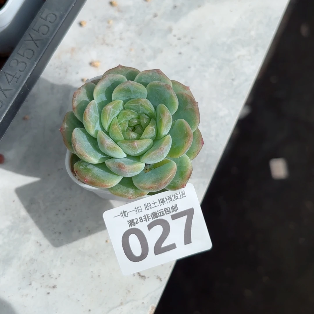 无尽灯单头无盆土发货