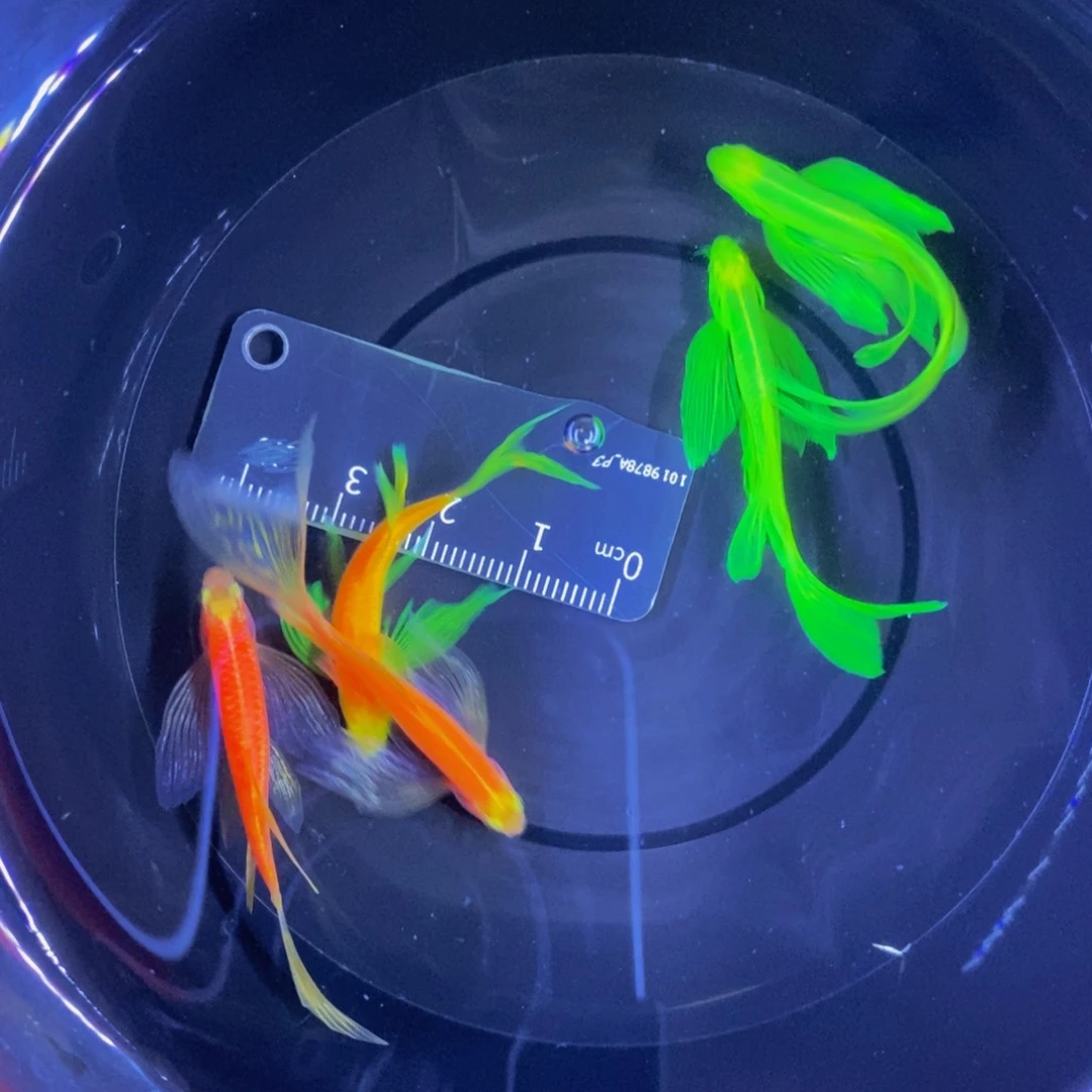 斑马鱼蝶翼斑马自选5条4厘米以上