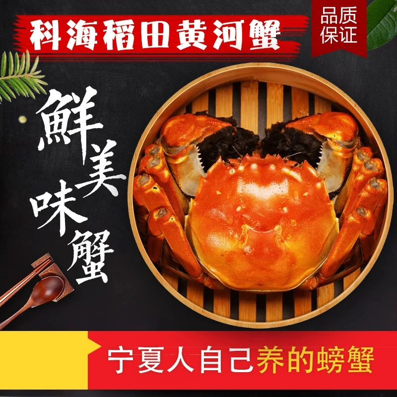 【活蟹】科海黄河蟹 蟹礼款 香草捆绑 1.9-2.1两【母蟹8只】顺丰冷链急送次日达