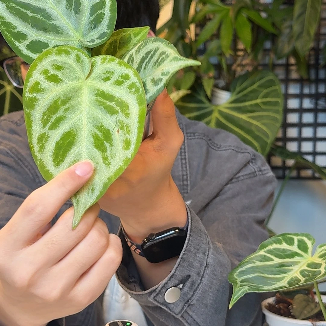 完全开放微瑕银刷子V124