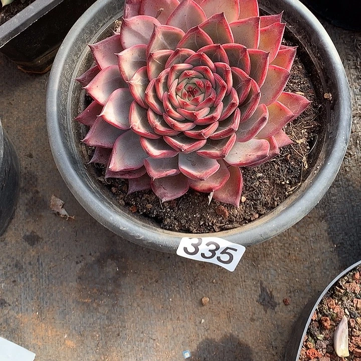 335篝火 一物一拍多肉