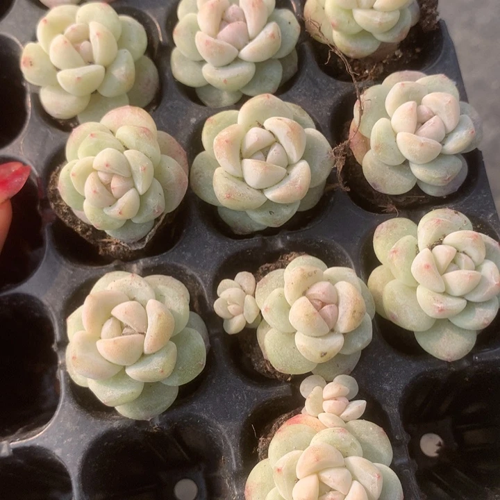 冰玉 10颗。 包邮。多肉。多肉