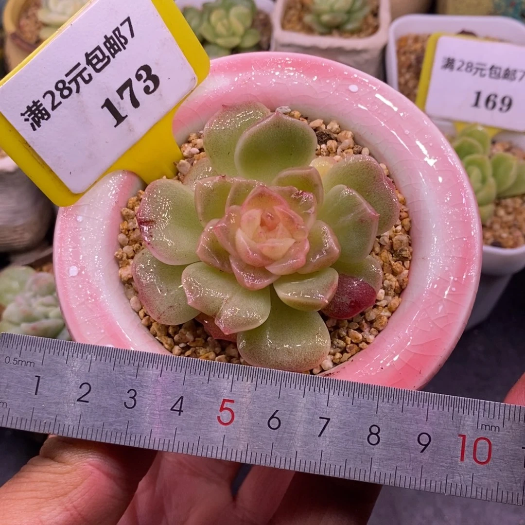 7173泡影石化拉丝锦