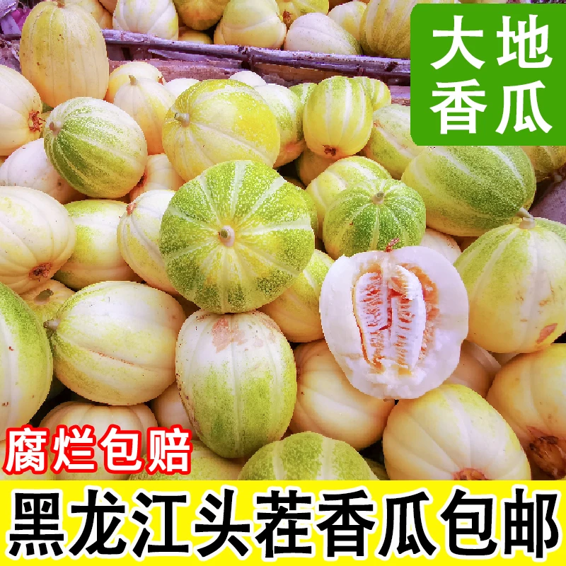 B东北香瓜白糖罐脆甜多汁应季水果现摘现发齐齐哈尔头茬新鲜包赔