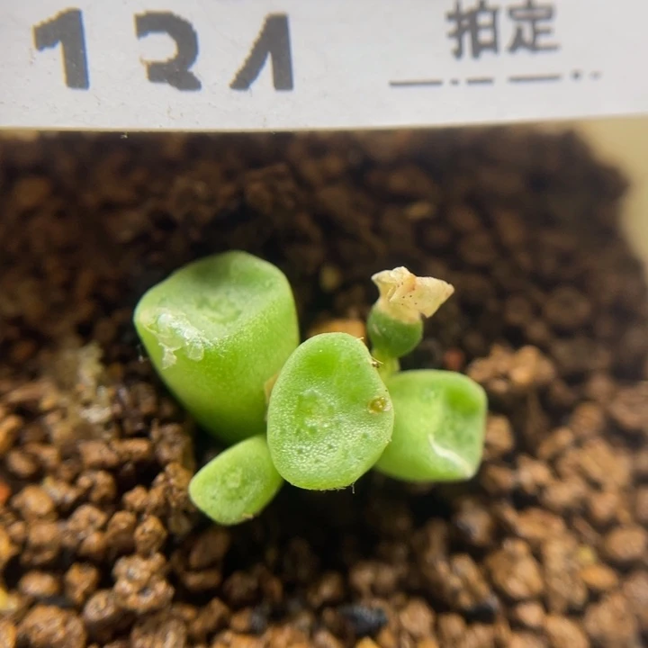 方wan4头，134号……1111111