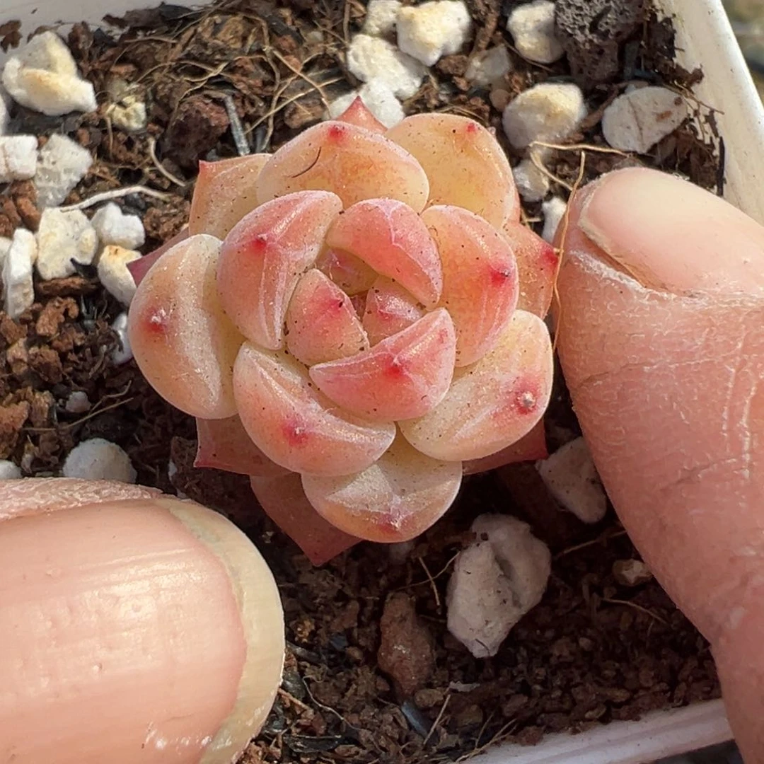 小卡拉米糖心一物一拍