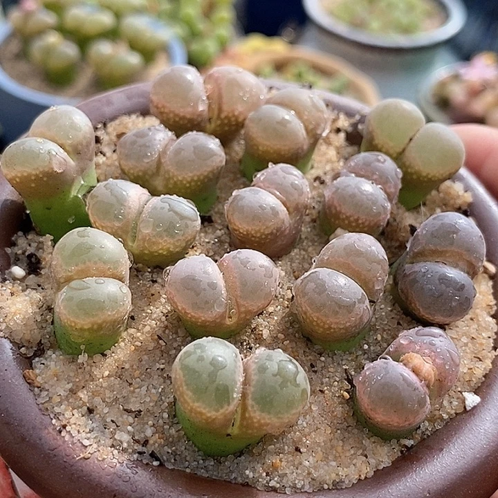 26529黑眼豆豆风铃一颗