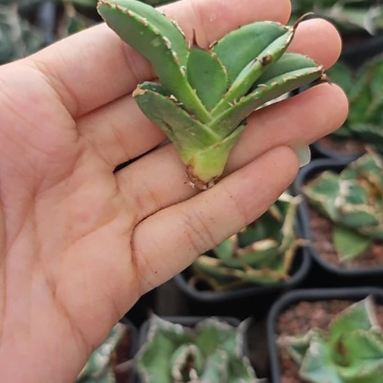 甲龟仁王冠龙舌兰侧芽