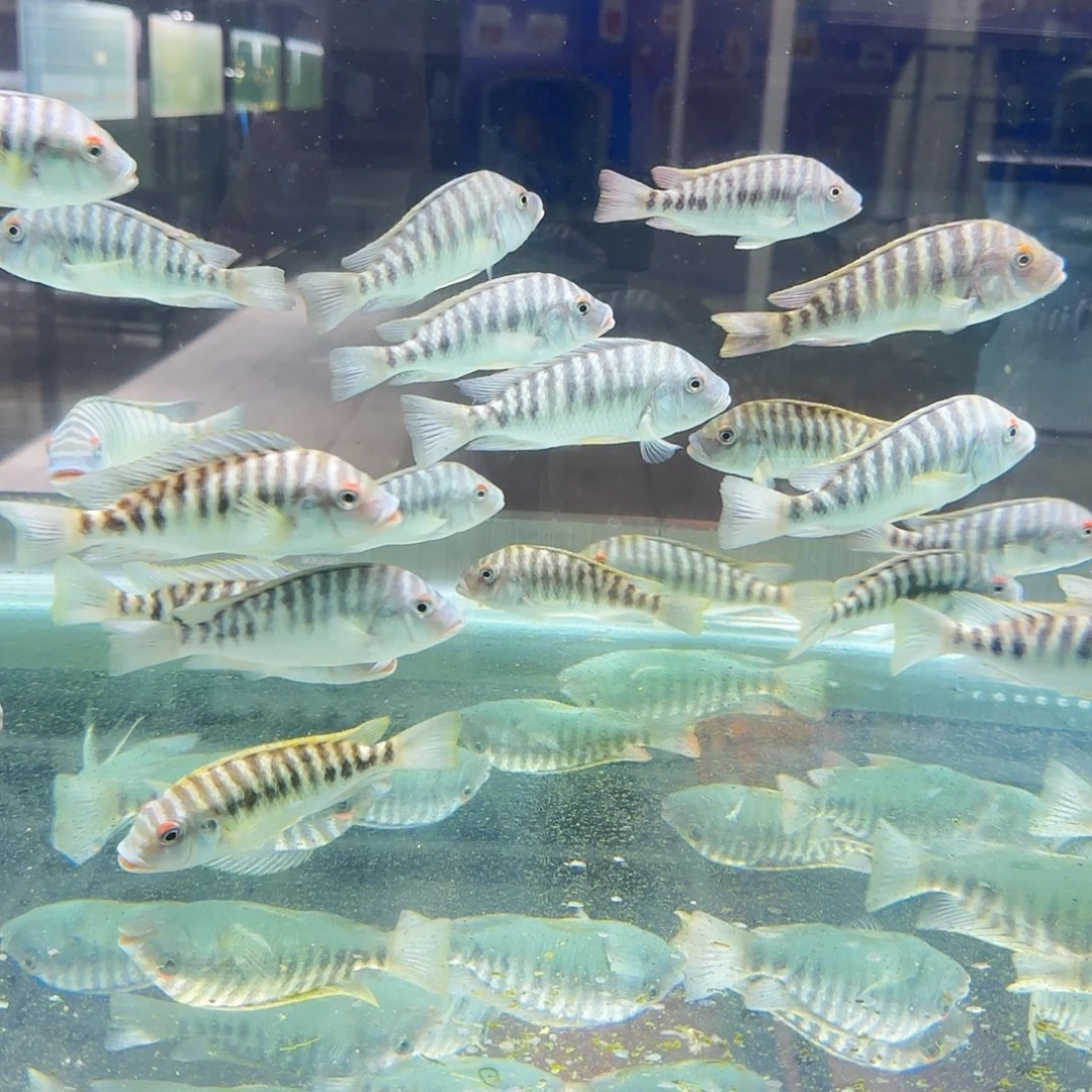 蓝***酱红眼龙王12。