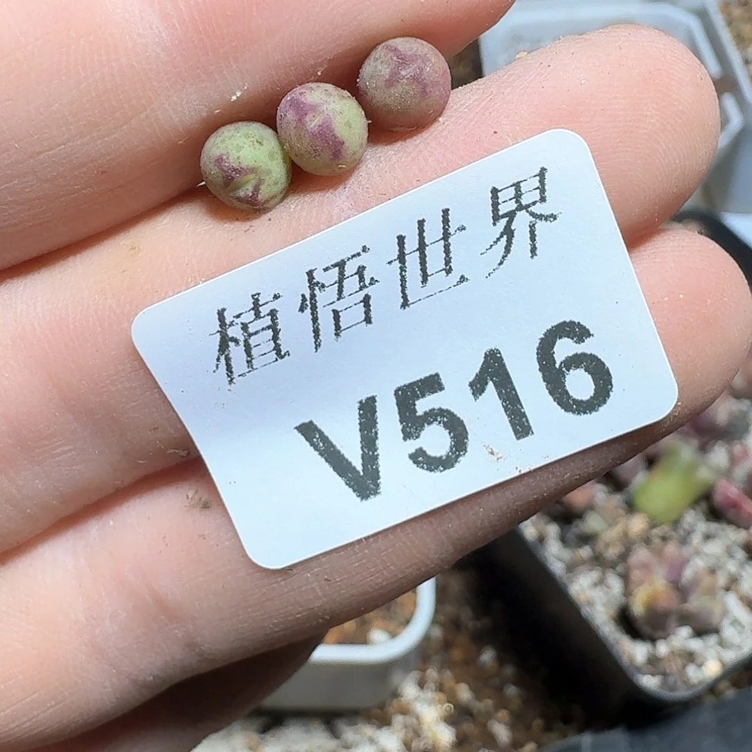 516号多肉植物哇f g b