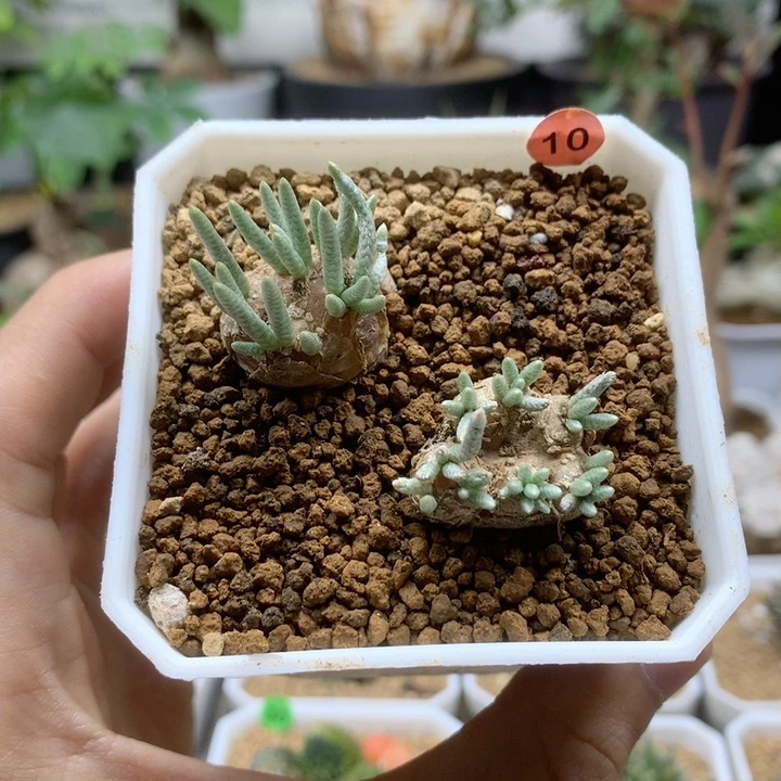 红花韧锦2颗脱土10号