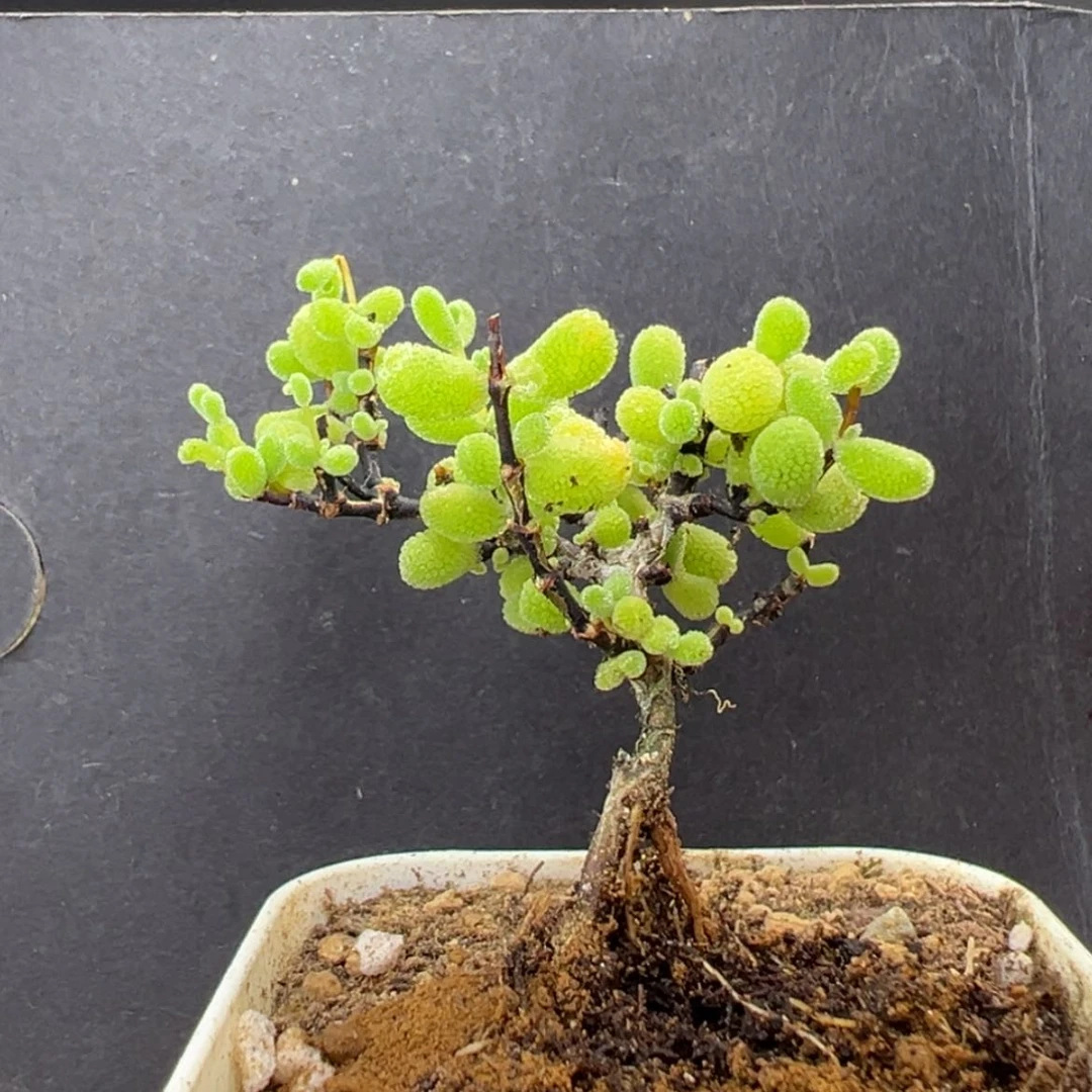 【闪购商品】dy2693提根翡翠盆口5cm