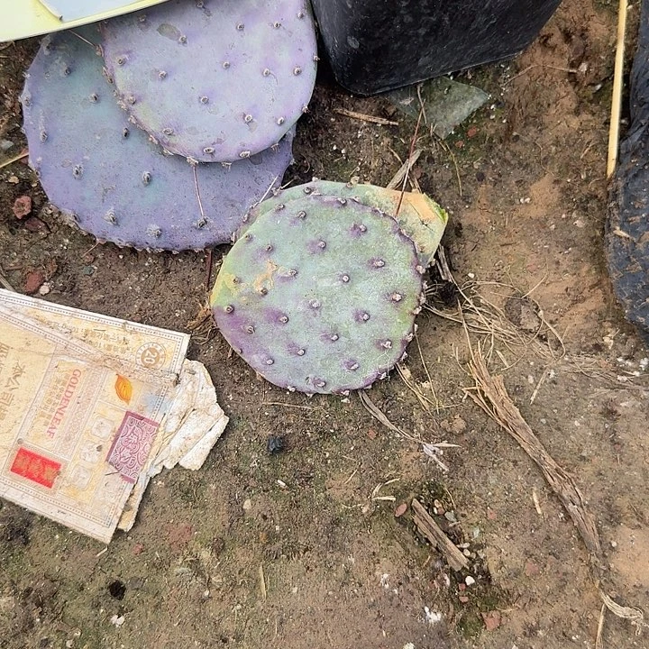 ****%仙人掌两个发货啦打