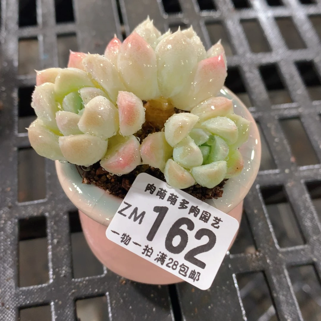 肉萌萌拇指盆精控多肉ZM162