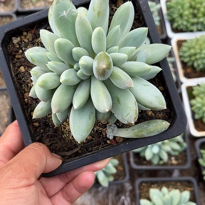 多肉植物一物一拍