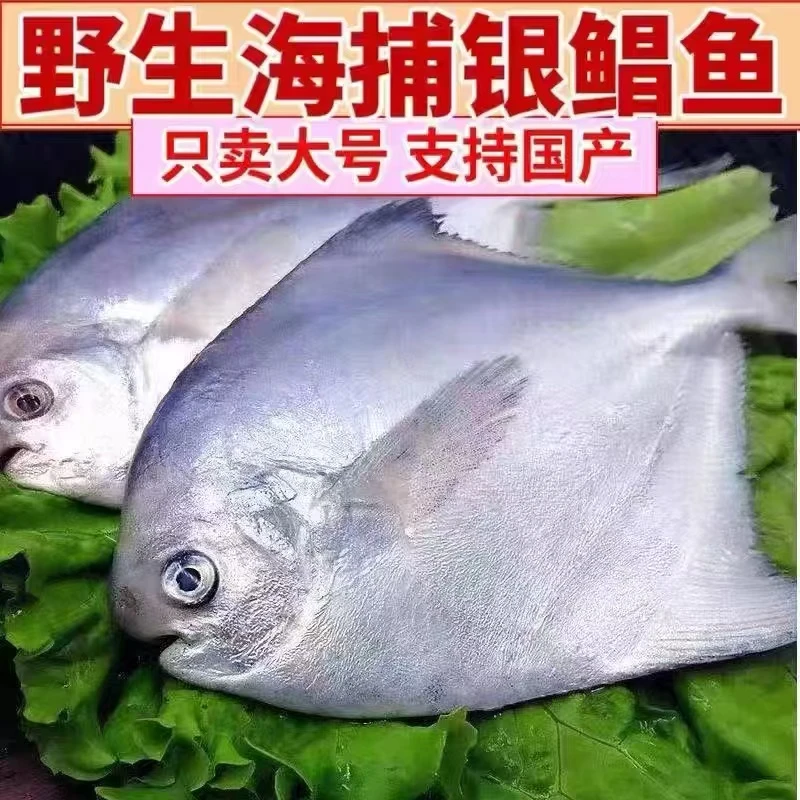新鲜银鲳鱼 6两一条（到手6条）液氮锁鲜发货