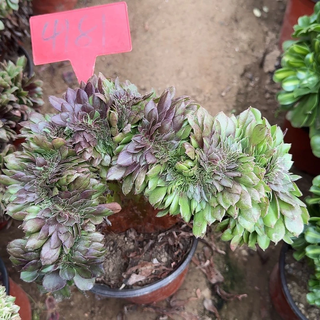 4181花月夜缀化多肉
