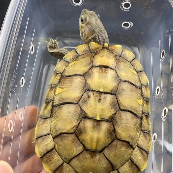 巴西彩龟母66666666