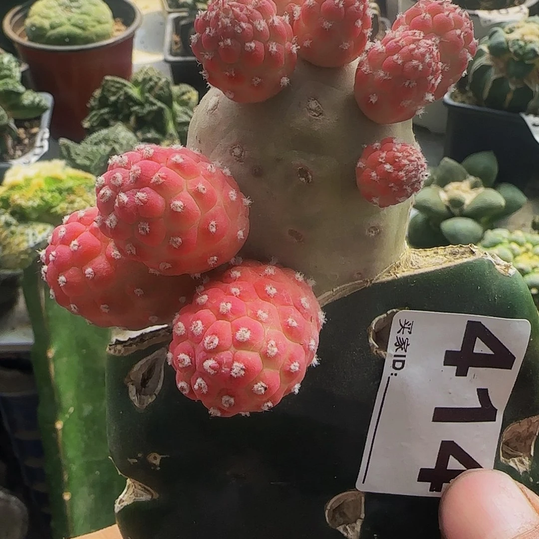 无刺习志野锦群头414