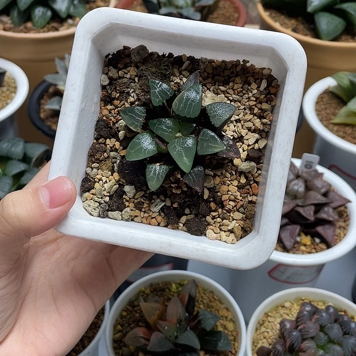 23  实生克锦十二卷多肉