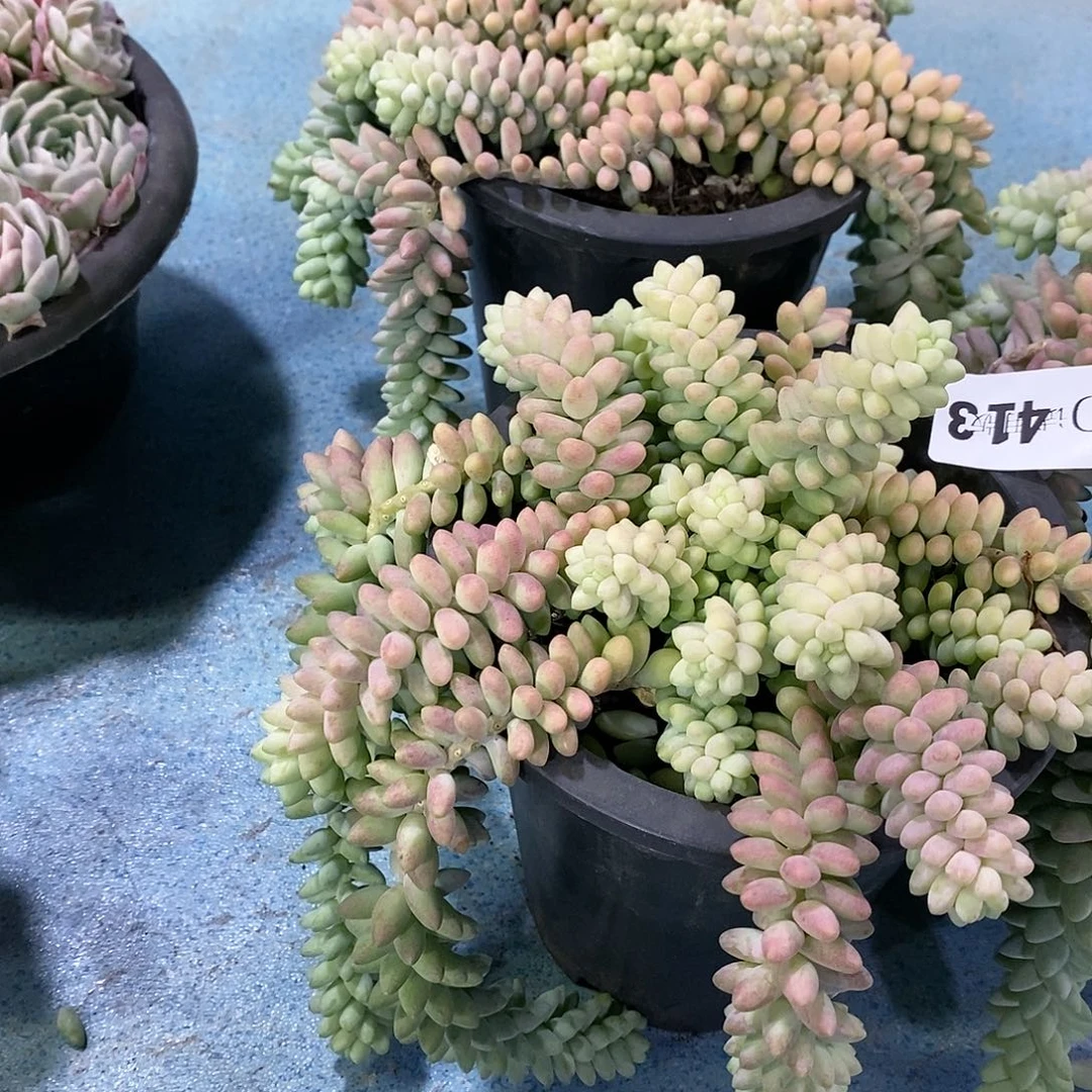 仰****空玉坠多肉植物2盆