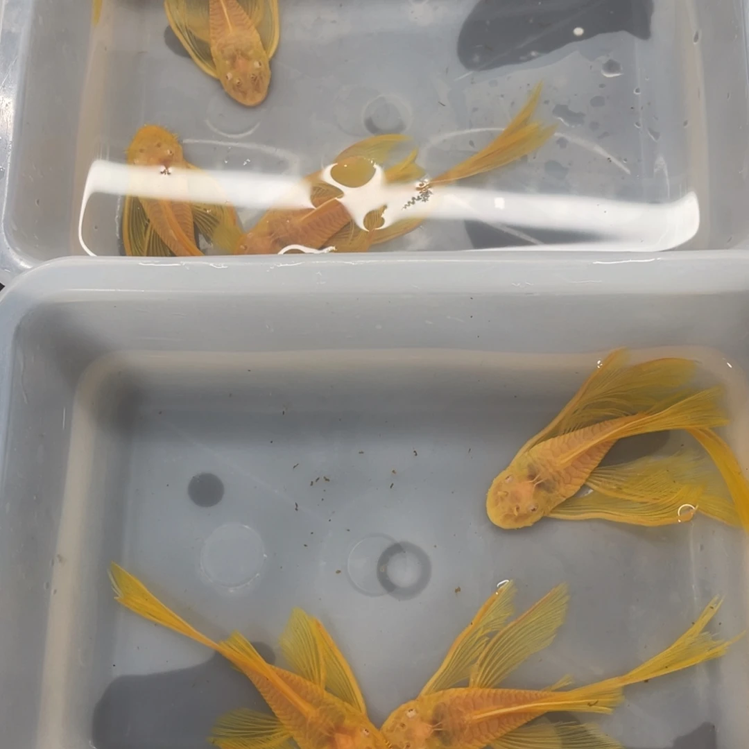 清道夫鱼大帆俩公4母开箱视频报损