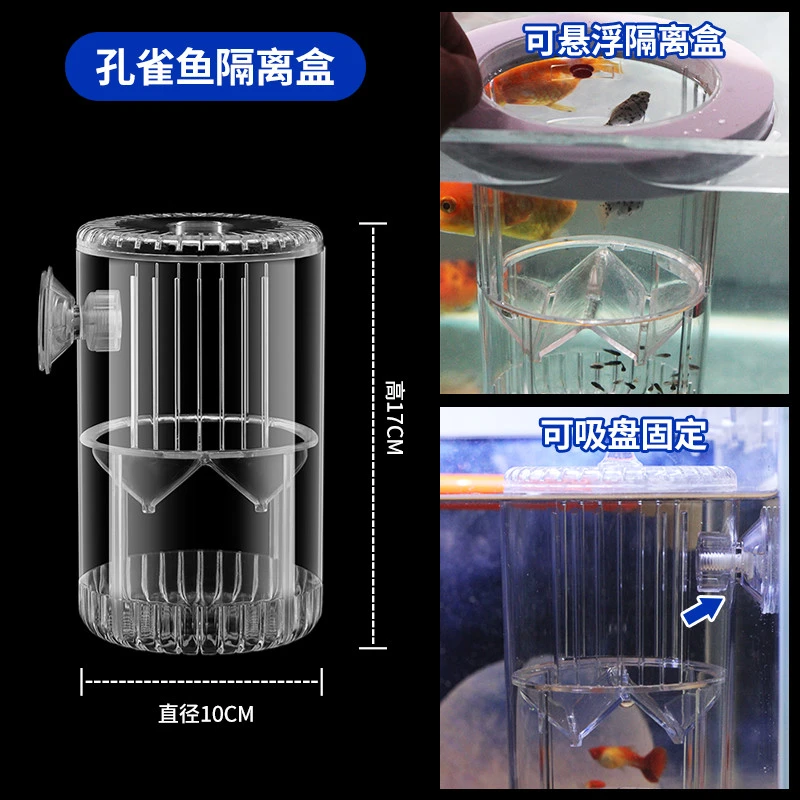 孔雀鱼玛丽鱼小型热带鱼隔离盒