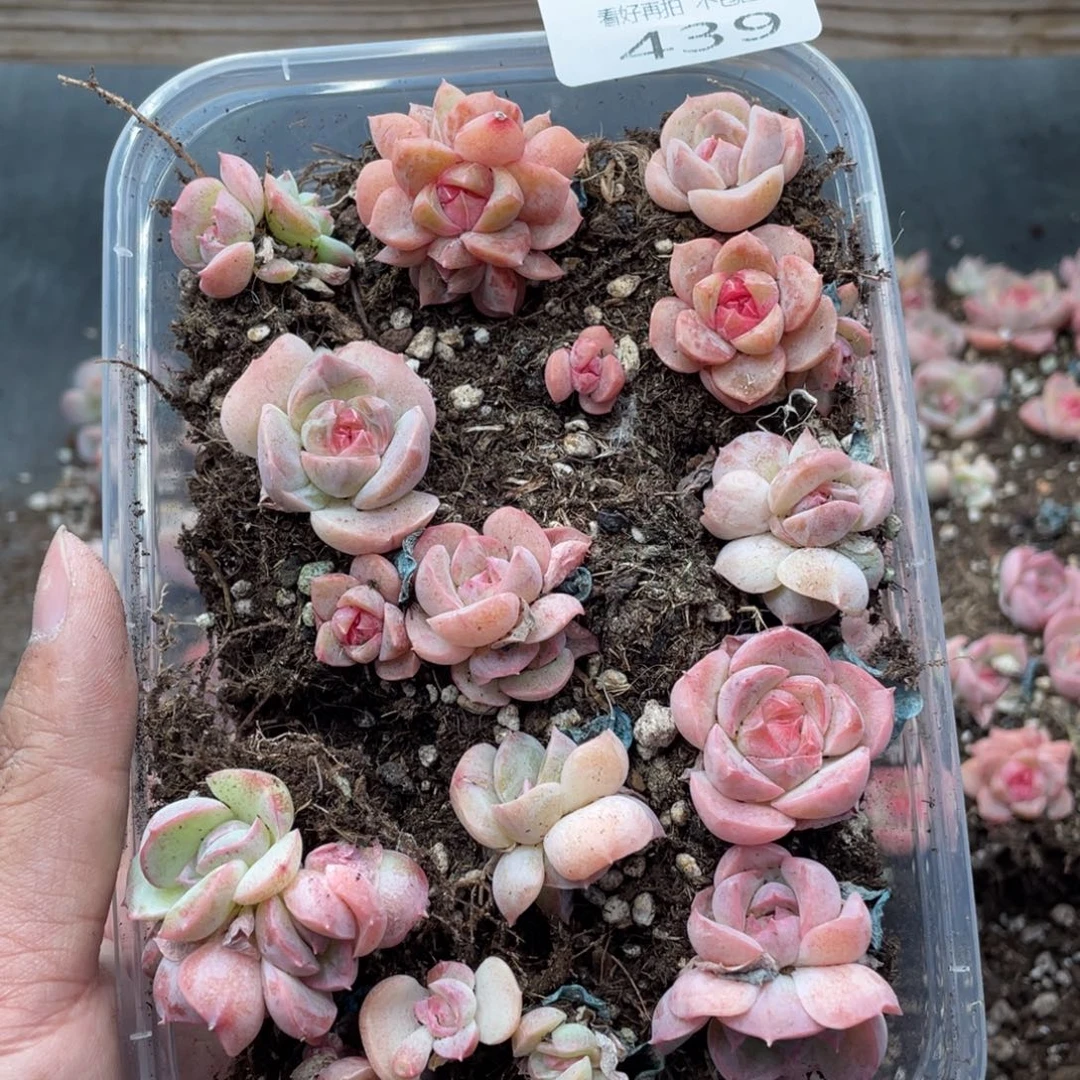 云糖心多肉植物439