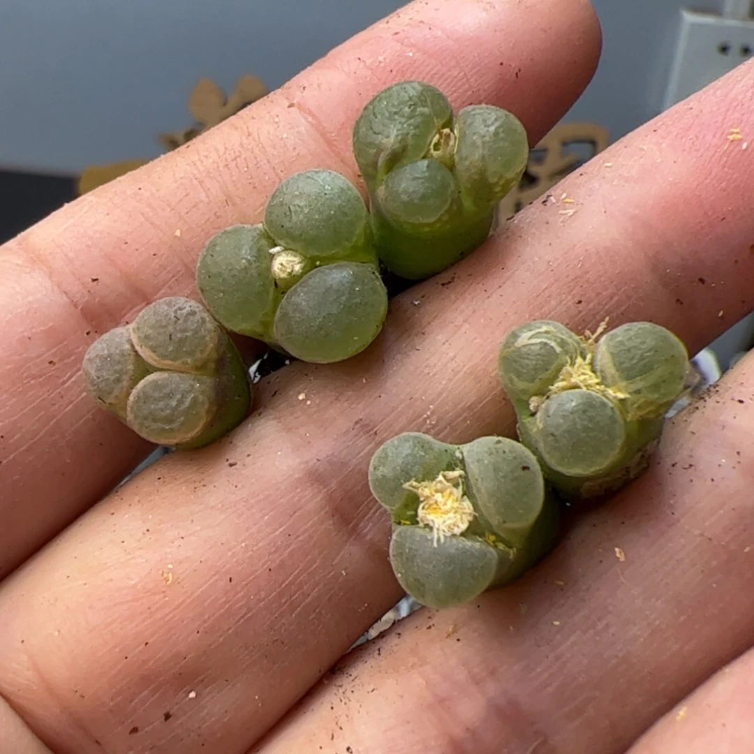 【闪购商品】000000010