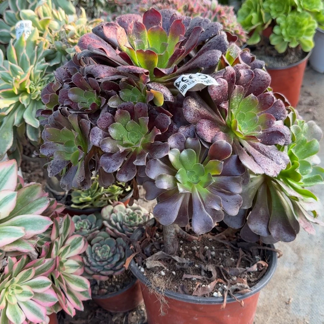 954欧紫大群生老桩。