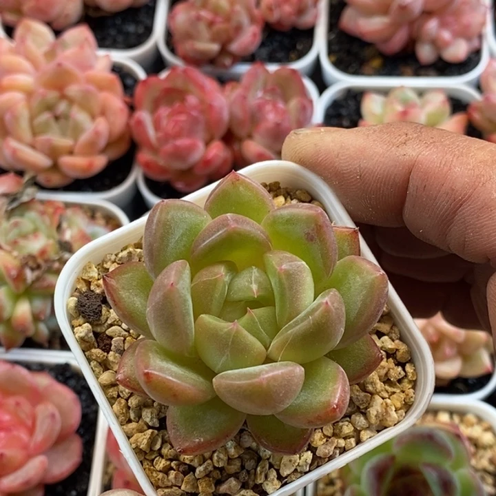 天官赐福百无禁忌