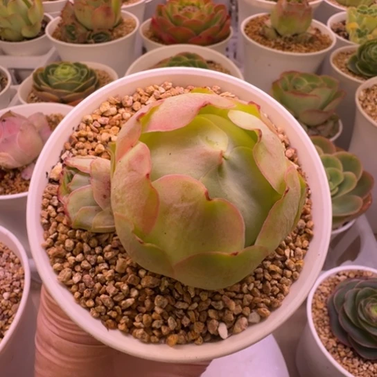 帕尔马系列基因优秀冠服5cm