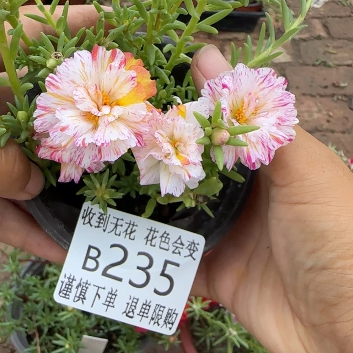 当前无花朵，栽培后可花朵  B235超小苗盆口10cm
