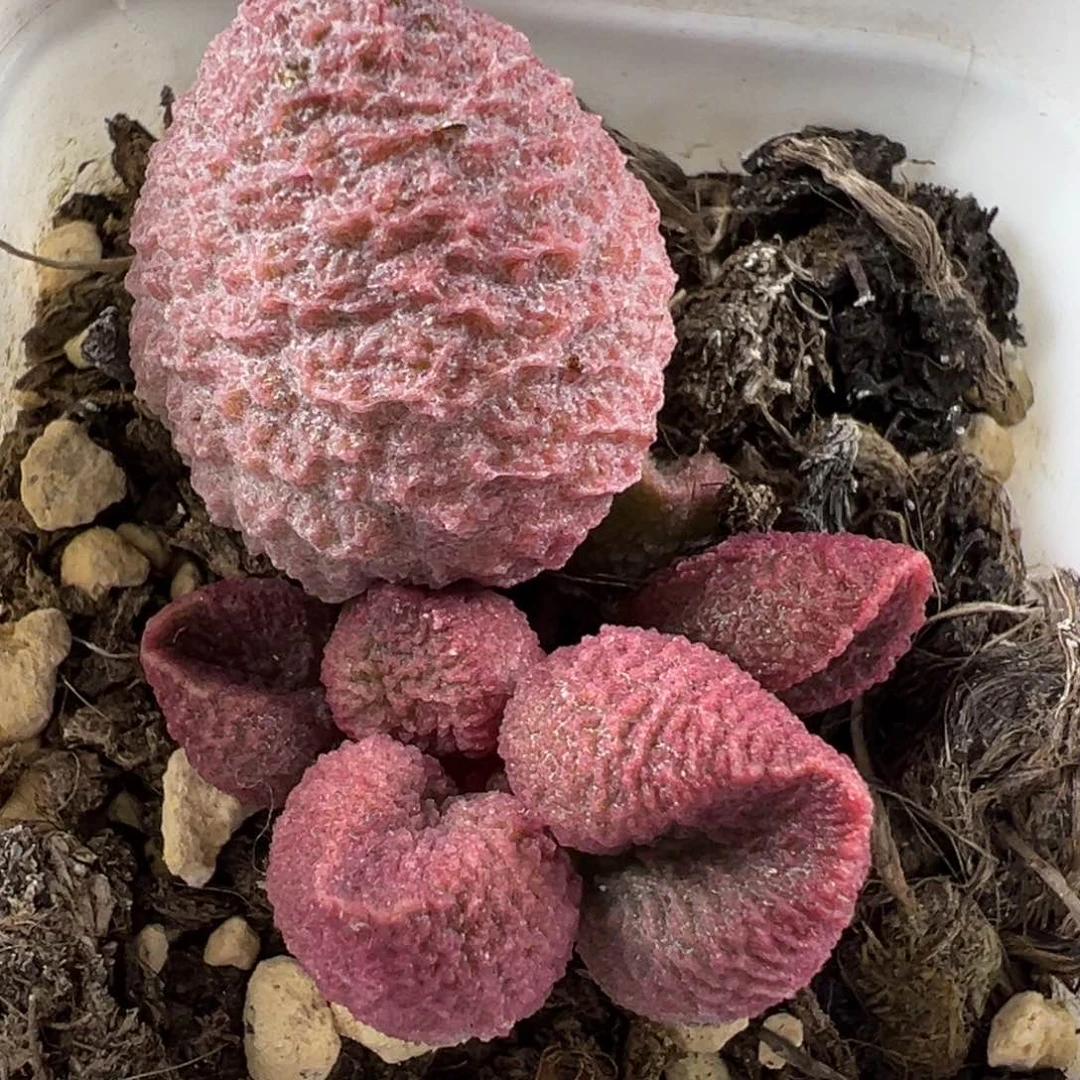 水蜜桃大苗多肉植物水泡